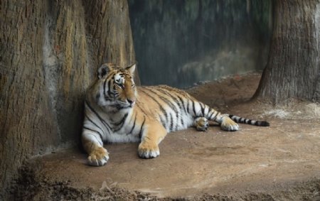 一只躺卧着休息的老虎