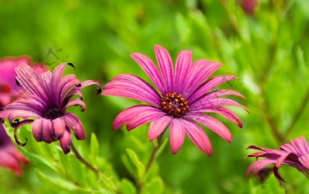 紫颜色花卉植物