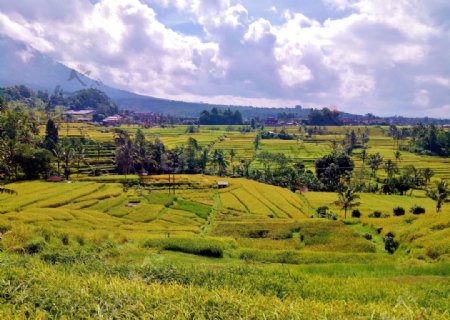 印度尼西亚稻田