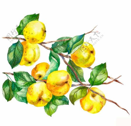 树枝上的黄色水果