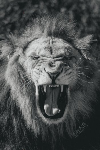 狮子怒吼