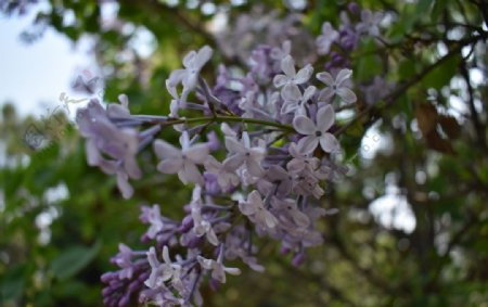 花海紫丁香花从花树