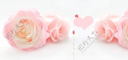 玫瑰花粉色温馨浪漫背景