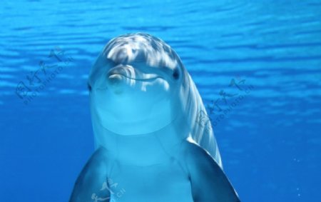 海豚海洋蓝色生物背景素材