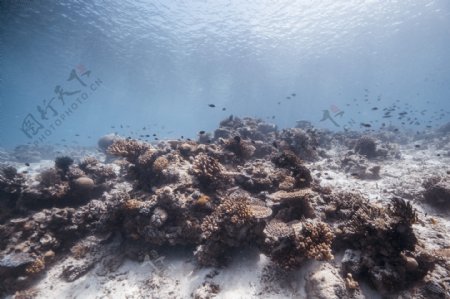 珊瑚珊瑚礁海底礁石