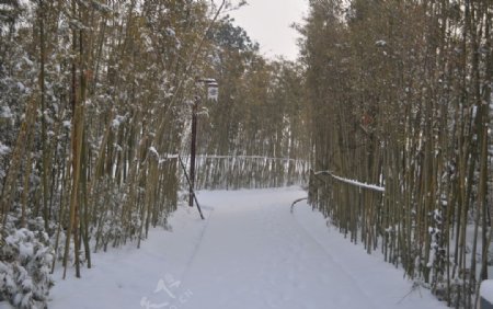 竹林雪景