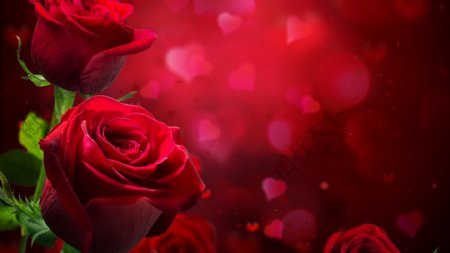 红色浪漫玫瑰爱情背景