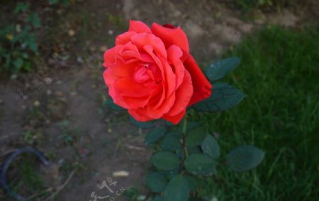 红玫瑰红蔷薇红花植物