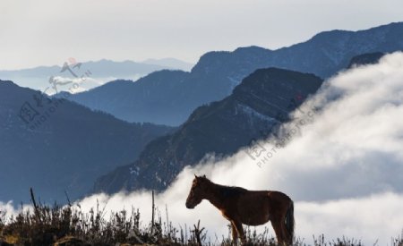 二郎山红岩顶上的马