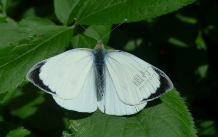 白粉蝶