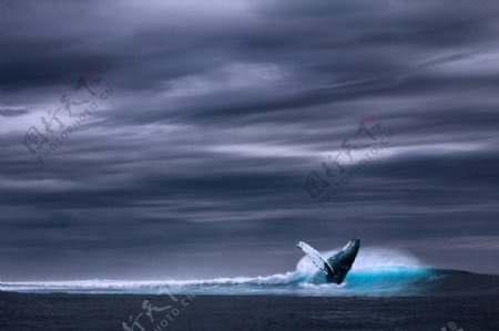 海洋蓝鲸
