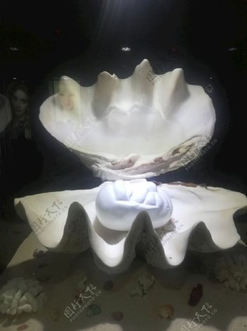 白色的大贝壳珍珠