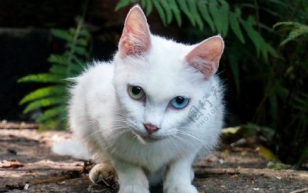 双色瞳白猫