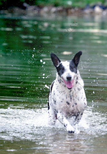 獵犬戲水