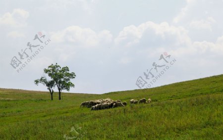 坝上草原羊群