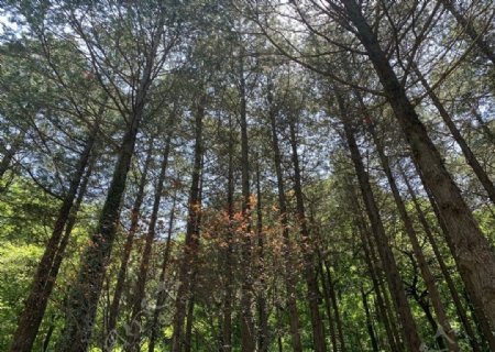 树林密林