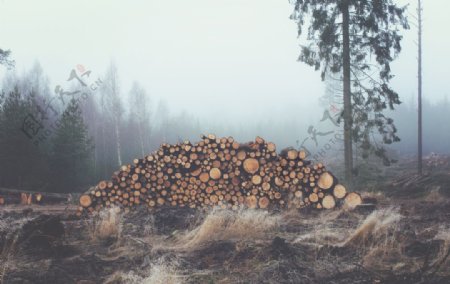 树木木材自然背景素材