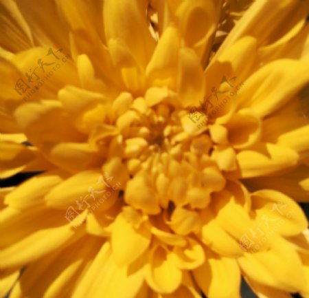 菊花花朵背景图片