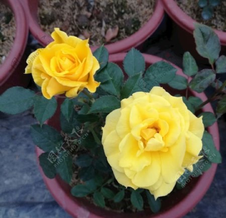 黄色玫瑰花盆栽图片
