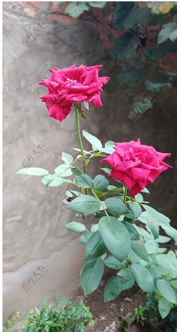 玫瑰花图片