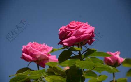 蓝天下的玫瑰图片