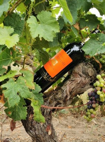 法国康曼笛卡萨图葡萄酒图片