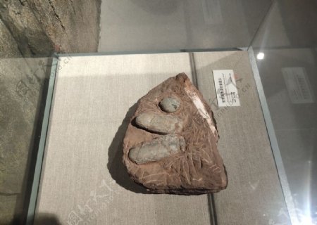 恐龙蛋古生物样本骨骼化石图片