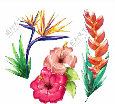 水彩绘热带花卉图片