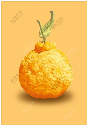 丑橘插图图片