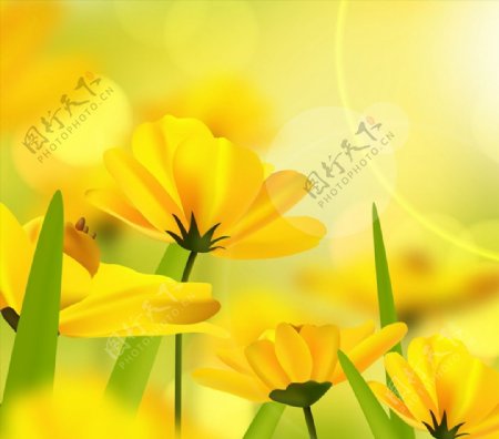 阳光下的黄色花卉图片