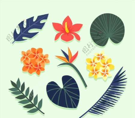 创意热带花草图片