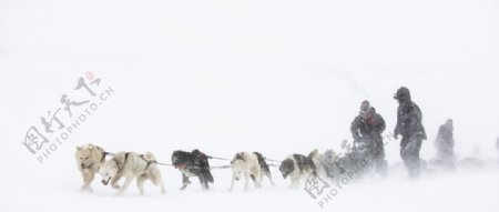 北极阿拉斯加犬拉雪橇图片