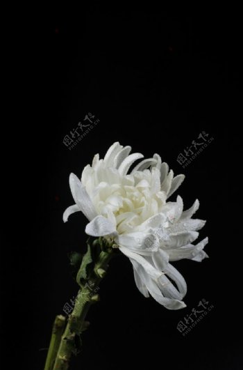 菊花白色花朵简约背景海报素材图片