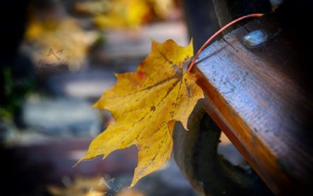 秋季枫叶自然风景背景海报素材图片