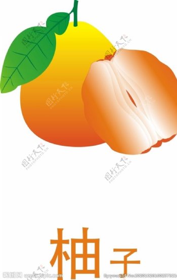 柚子矢量图图片