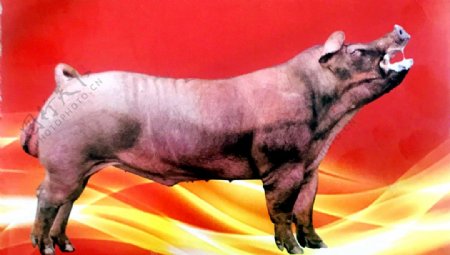 杜洛克种公猪图片