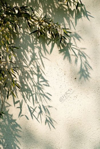 竹子壁纸图片