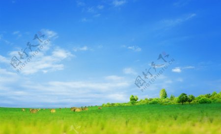 清新草地背景图片