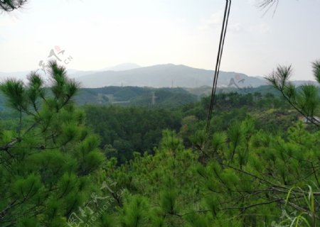 南方丘陵的马尾松森林图片