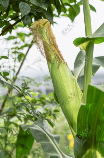 玉米秆上的玉米特写图片