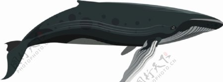 鲸鱼卡通图片