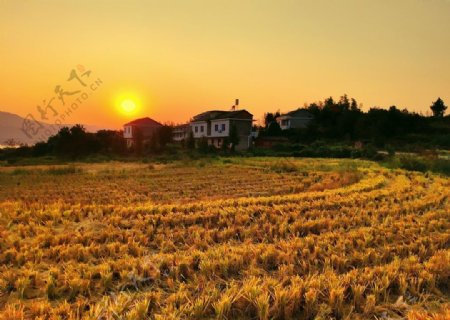 夕阳下的稻田是秋天的童话图片