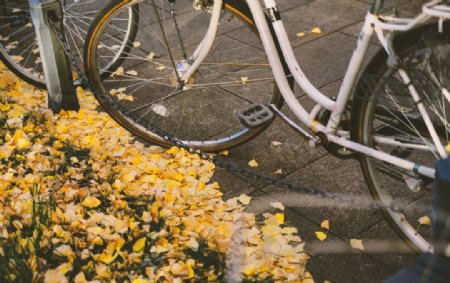 秋天路边银杏落叶旁白色自行车图片