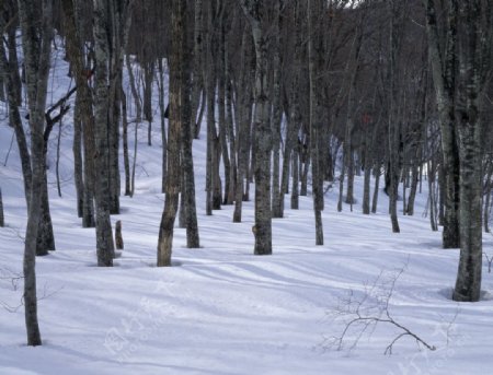 冬季的树林图片