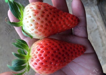 草莓实拍图草莓大个草莓图片