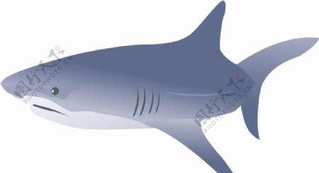 鲨鱼矢量图片