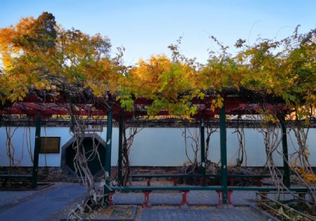 北京圆明园秋色图片