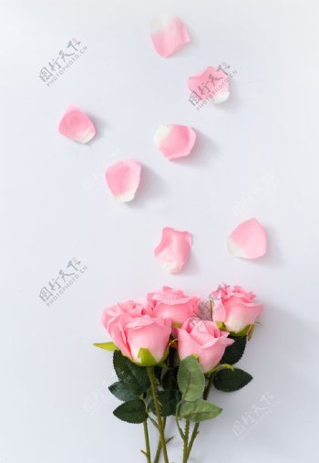 粉色玫瑰花花束花瓣图片