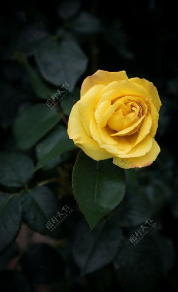 黄色玫瑰花高清大图图片