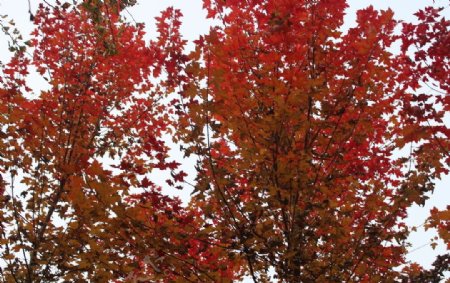 红枫数树叶秋天的景色美景图片